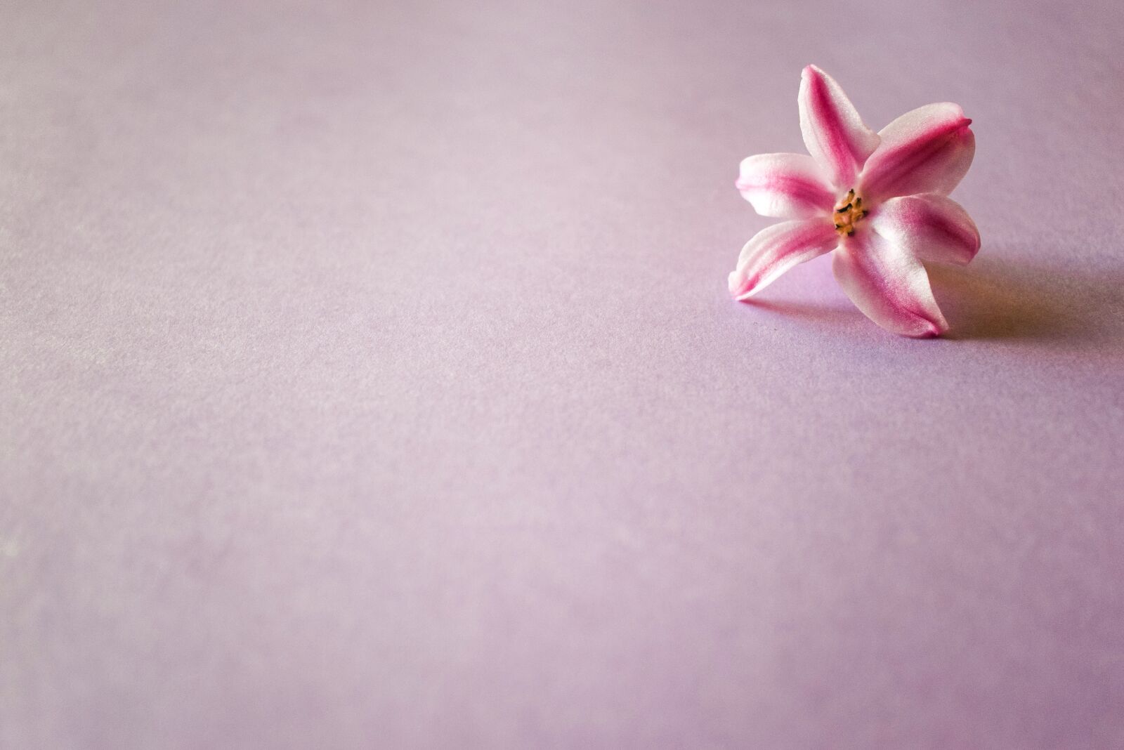 Nikon D5300 sample photo. Jacinto, flower, rosa photography