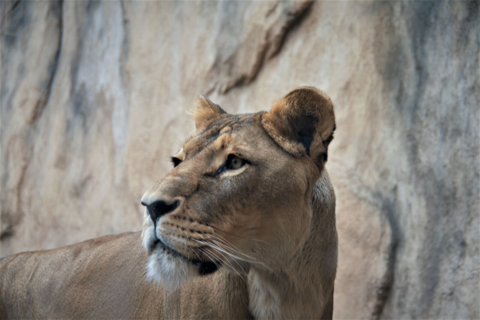 Canon EOS 400D (EOS Digital Rebel XTi / EOS Kiss Digital X) sample photo. Lion, lion face, female photography