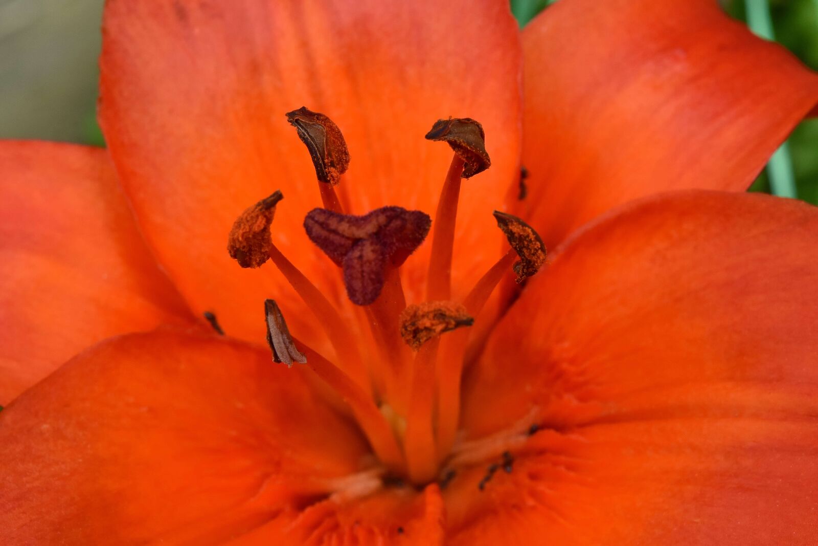 Nikon D5500 sample photo. Beautiful flowers, beautiful photo photography