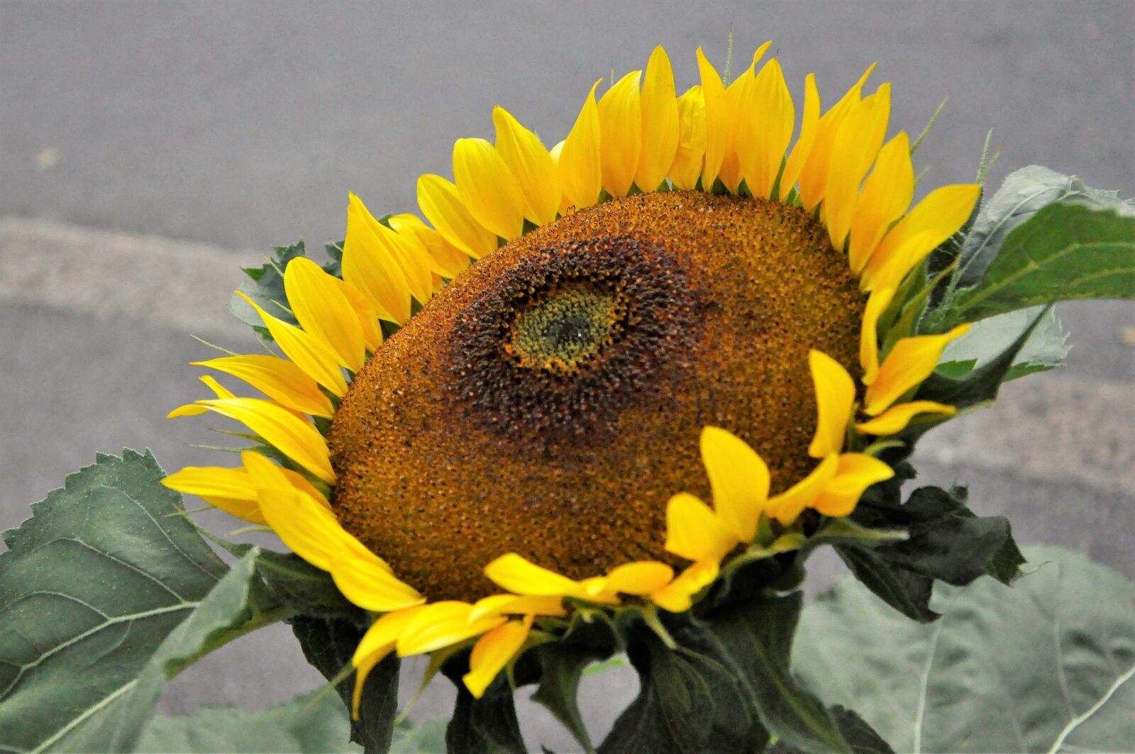 Nikon D5000 sample photo. Sunflower, summer, flower photography