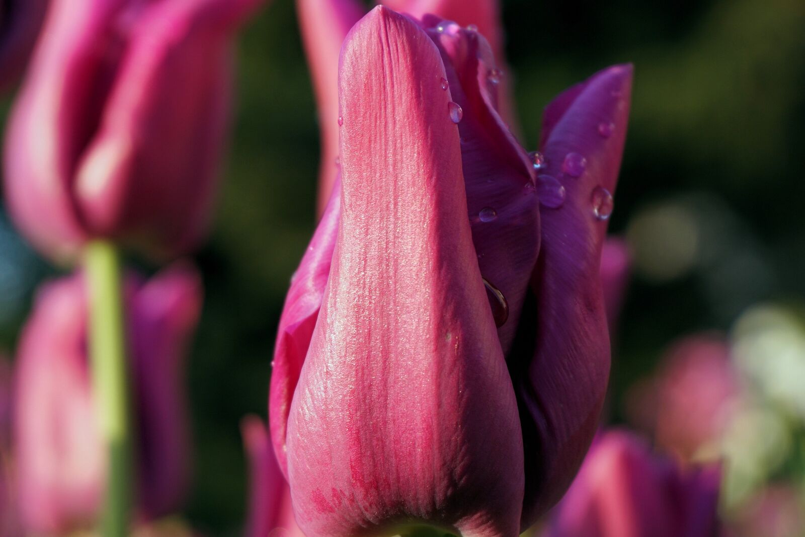 Sony a6000 sample photo. Tulip, flower, blossom photography