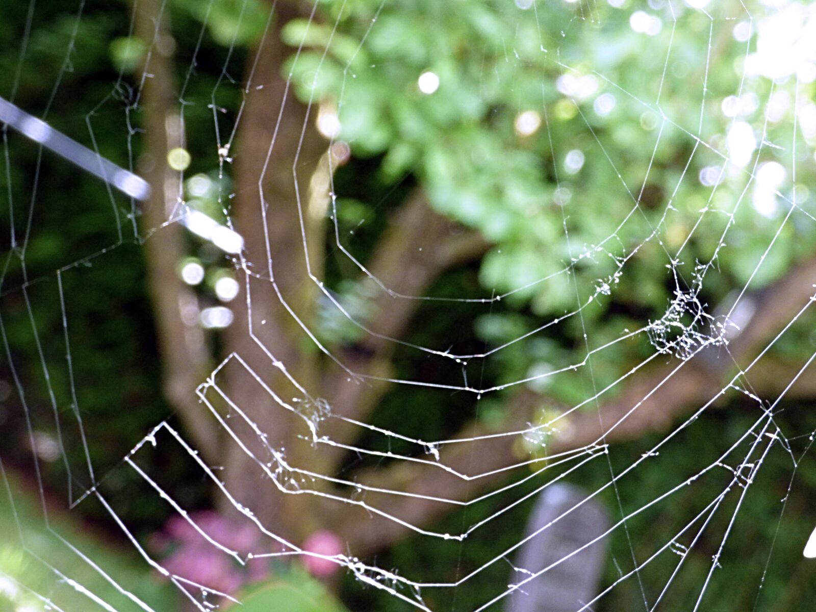 Panasonic DMC-FZ72 sample photo. Cobweb, web, nature photography