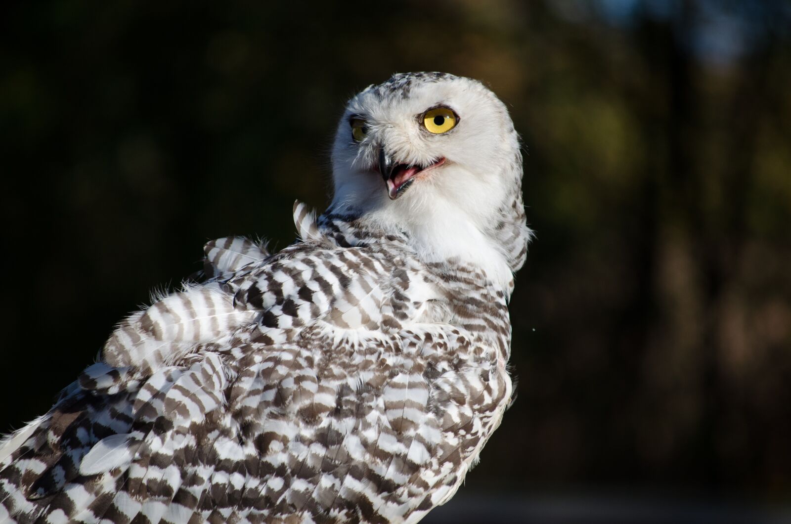 Nikon D5100 sample photo. Bird, falconry, zoo photography