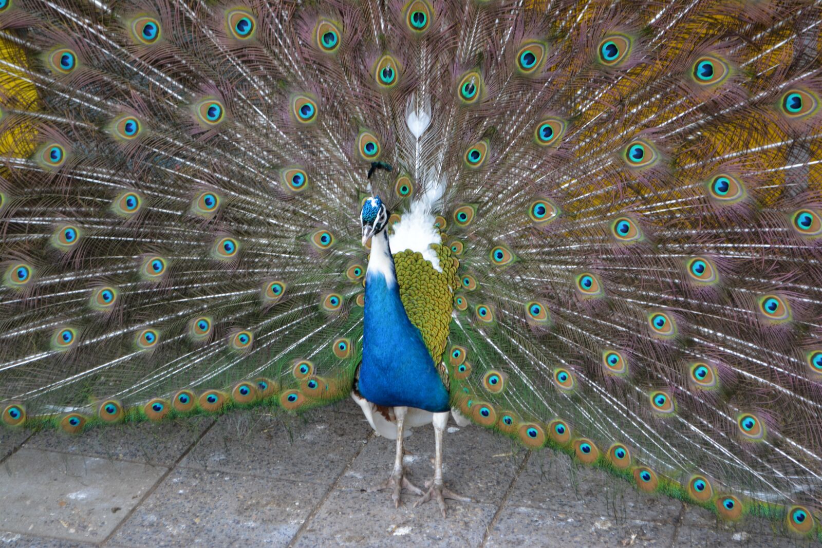Nikon D5200 sample photo. Blue peacock, peacock, pride photography