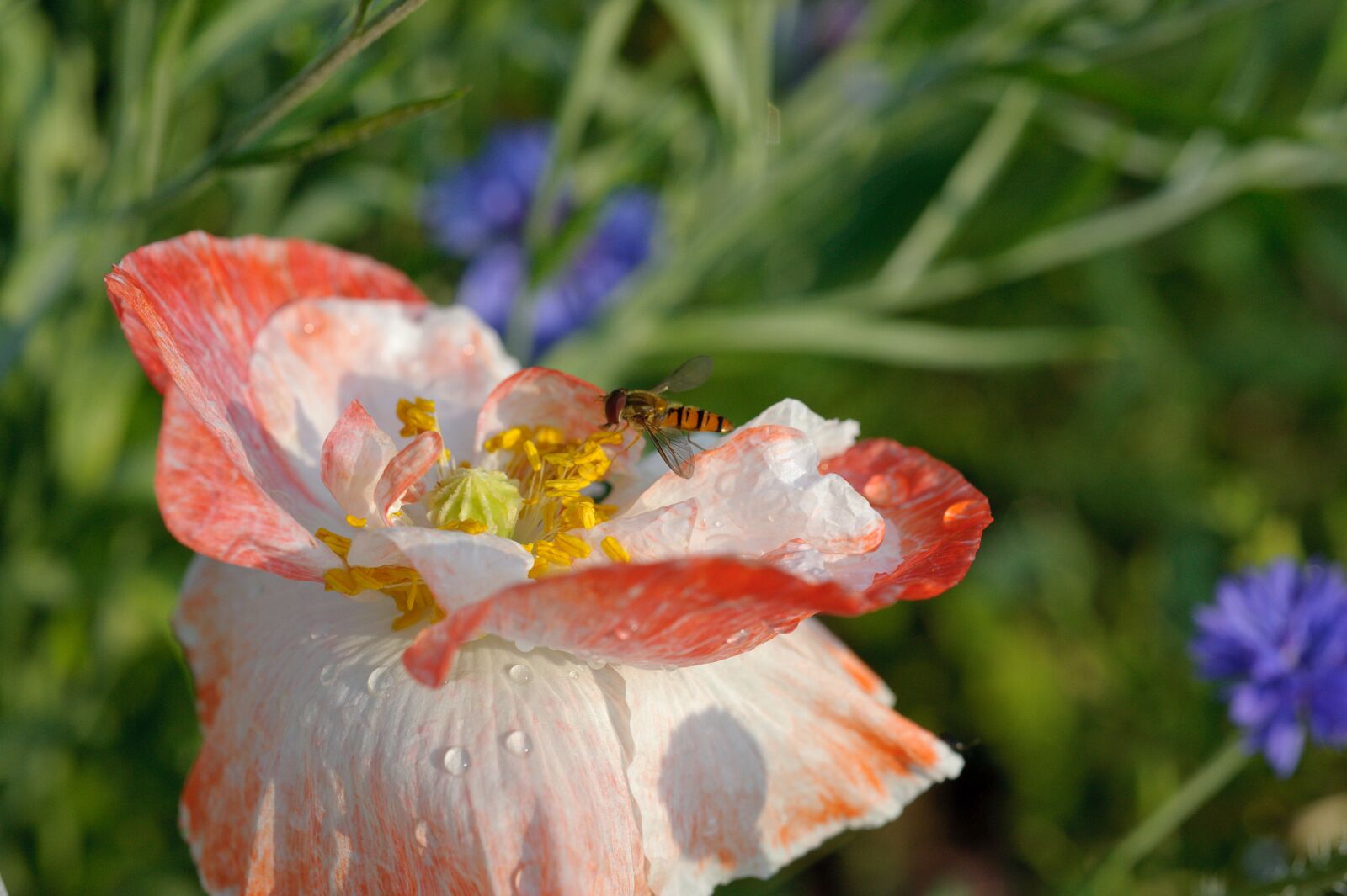 Nikon D700 sample photo. Flower fly, nature, summer photography