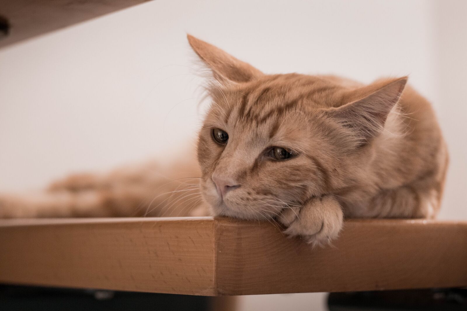 Canon EOS 80D sample photo. Cat, beauty, cute photography