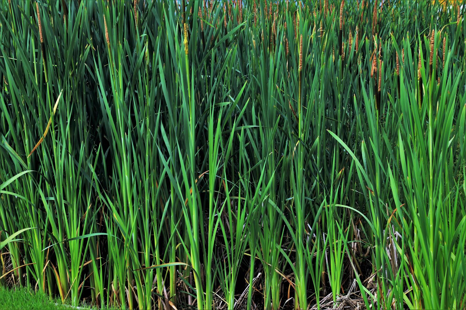 Canon EOS 80D sample photo. Grass, rushes, nature photography