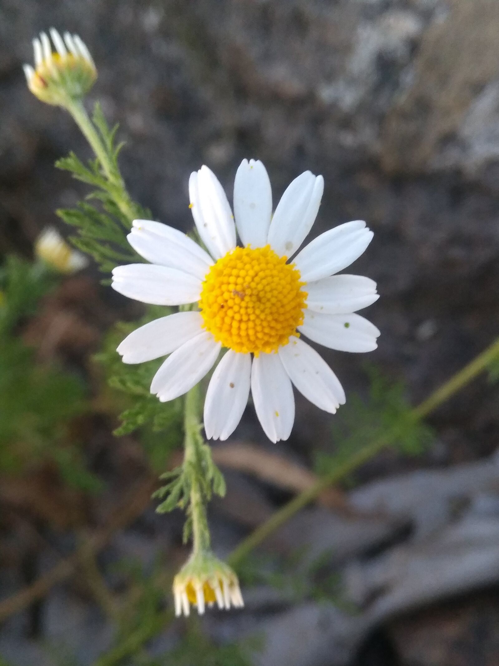 General Mobile GM 5 Plus sample photo. Chamomile, flower, nature photography