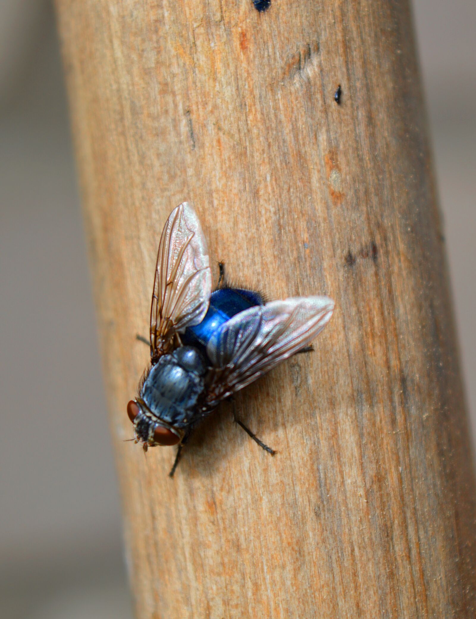 Nikon D3200 sample photo. Fly, close up, insect photography