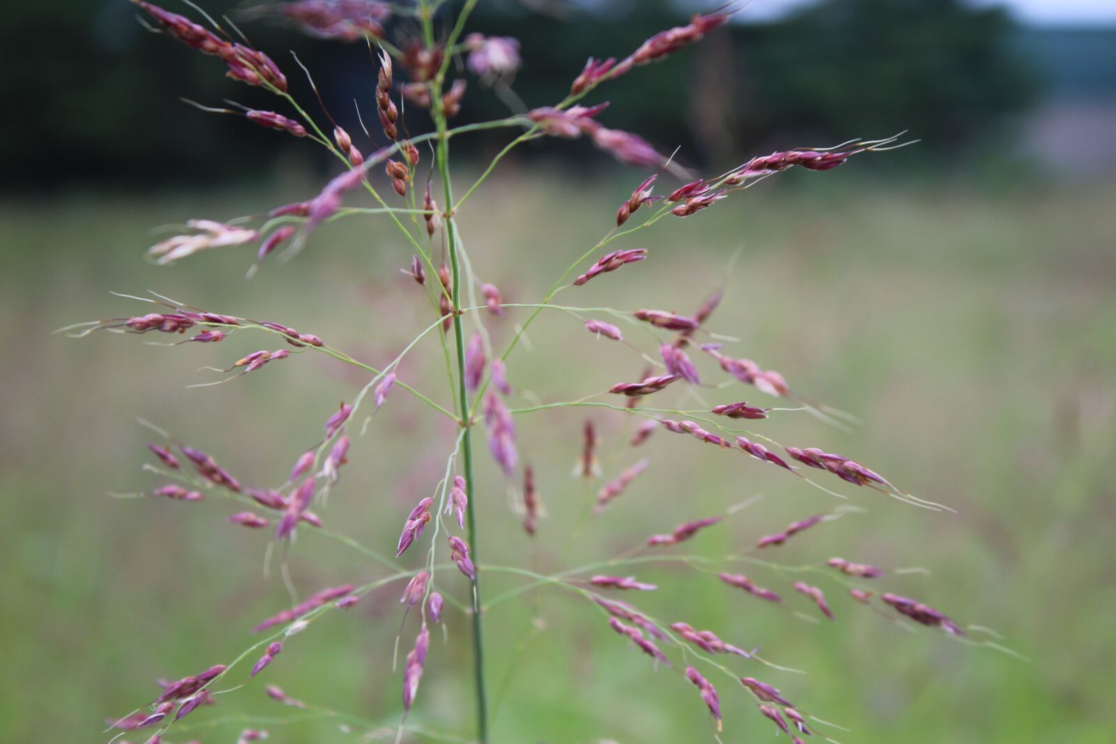 Canon EOS 1300D (EOS Rebel T6 / EOS Kiss X80) sample photo. Stem, grass, ornamental grass photography