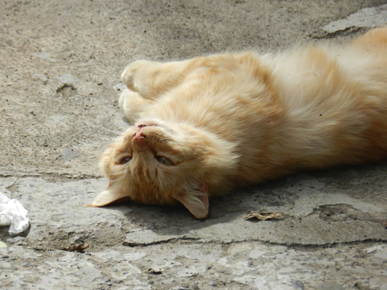 Nikon Coolpix P500 sample photo. Kitten, pet, feline photography