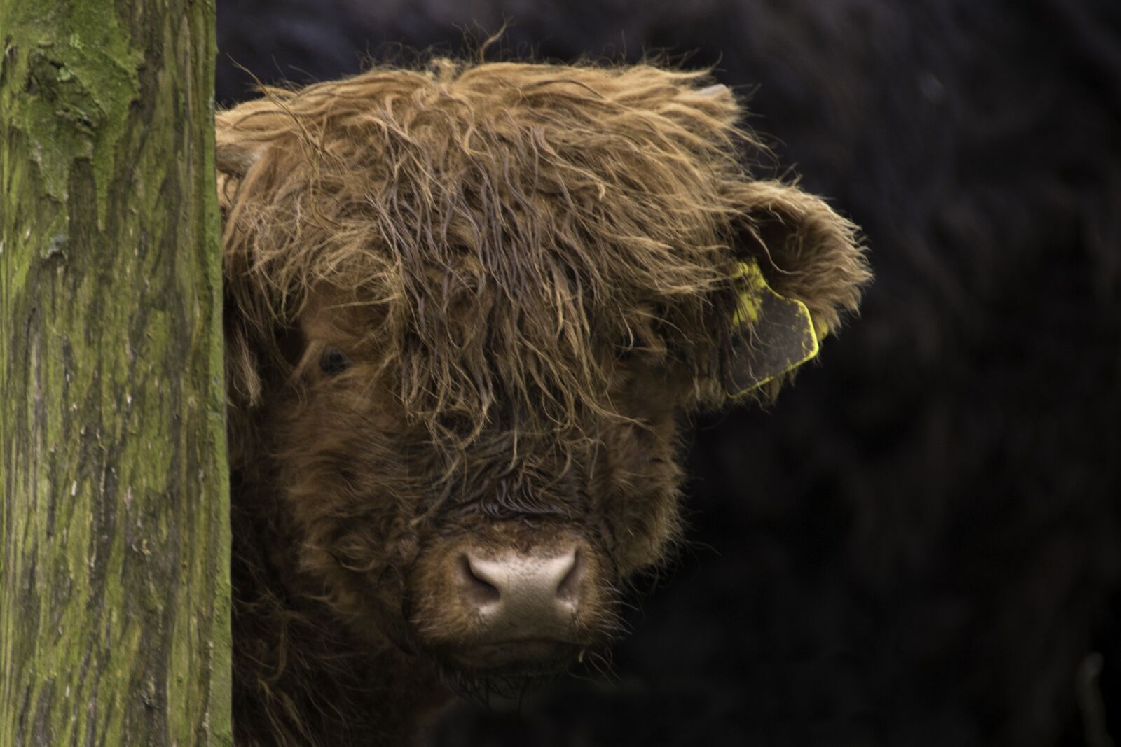 Nikon D800 sample photo. Brown, scottish, highlander photography