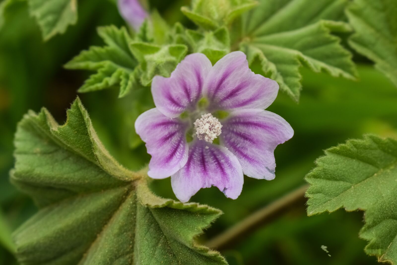 Nikon D3300 sample photo. Wildflower, nature, flora photography