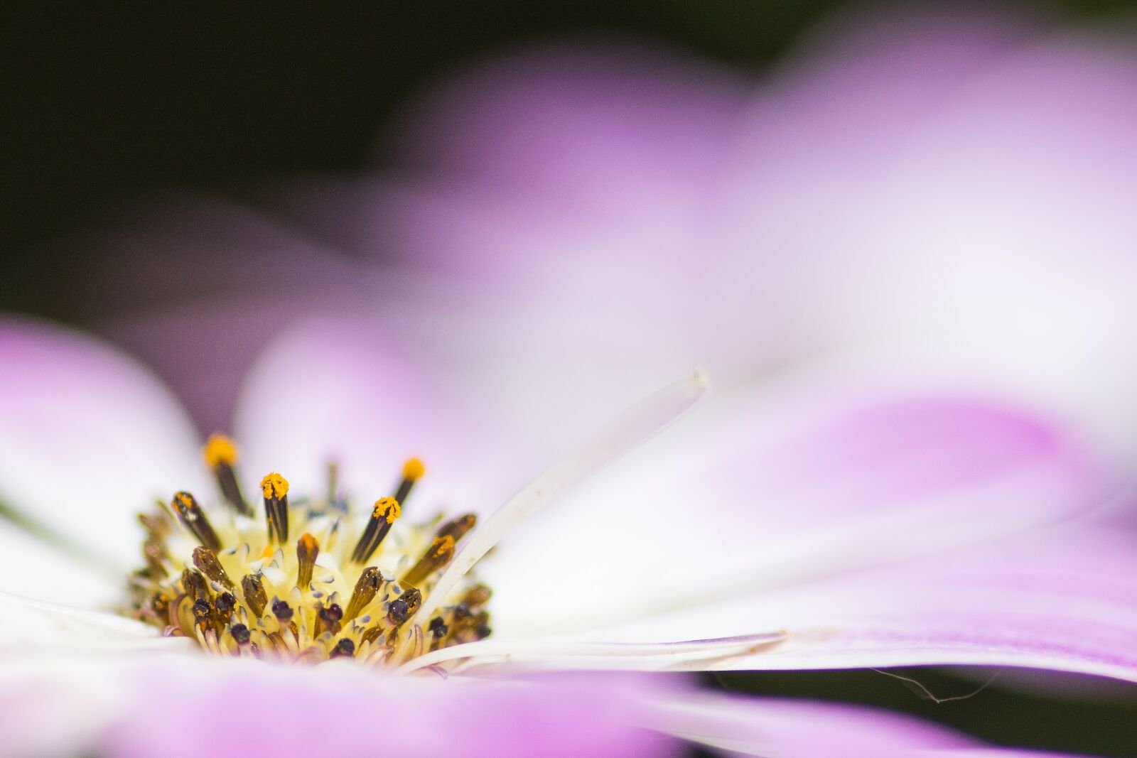 Canon EOS 7D Mark II sample photo. Flower, garden, spring photography