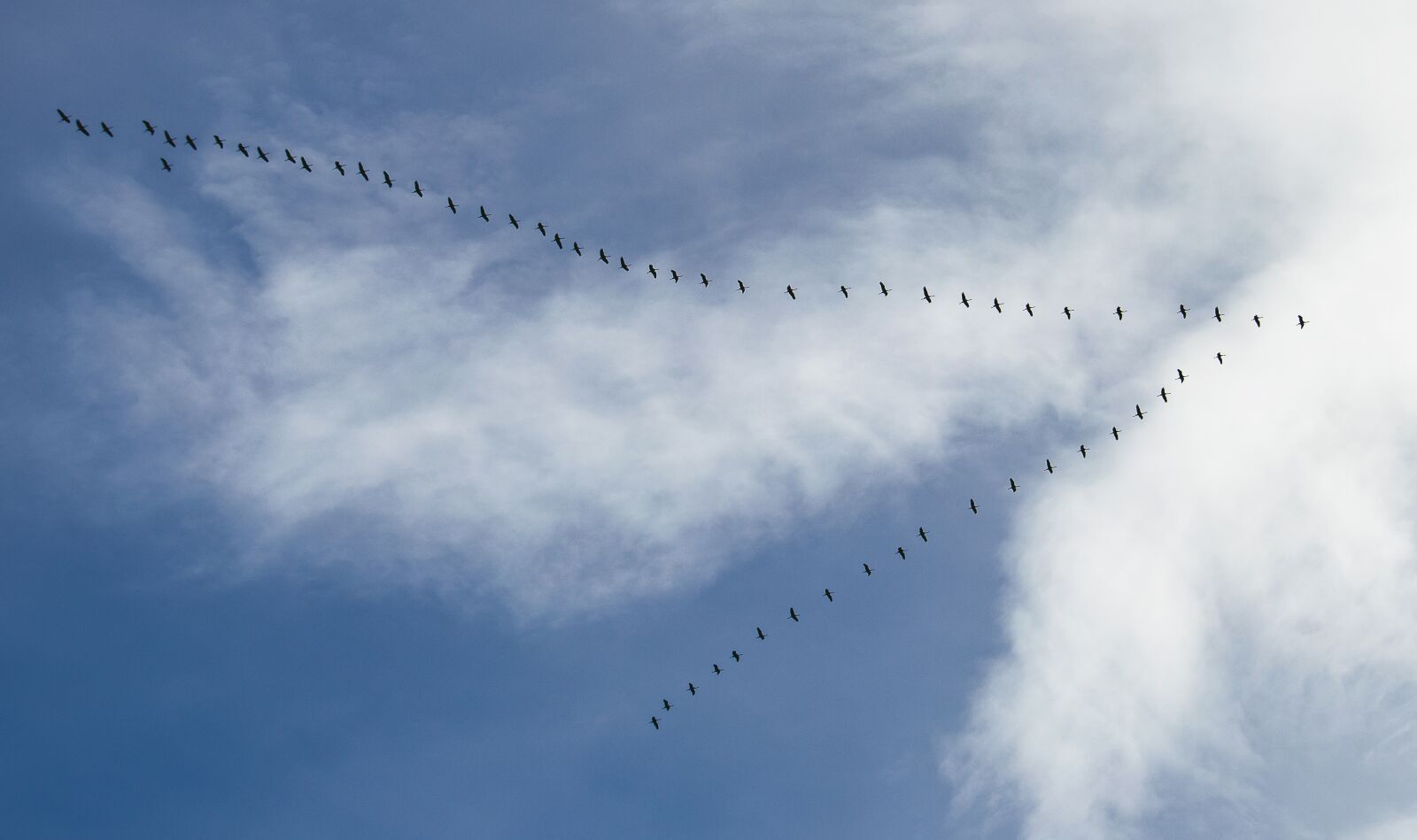 Canon EF-S 55-250mm F4-5.6 IS STM sample photo. Wild geese, animal, bird photography