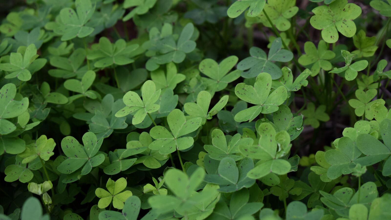Nikon D3300 sample photo. Shamrock, plant, leaf photography