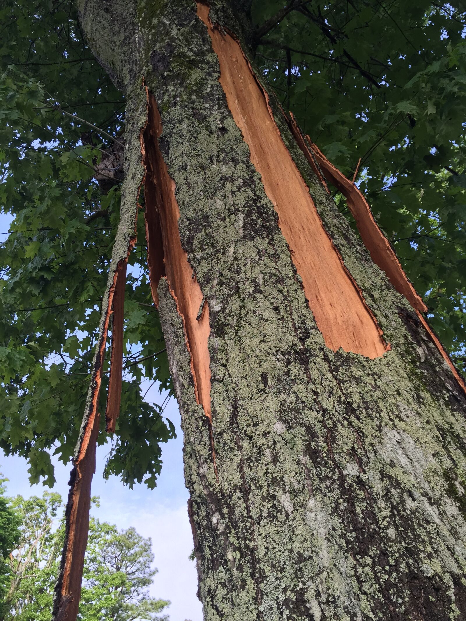 Apple iPhone 6 sample photo. Splinter, tree, crack photography