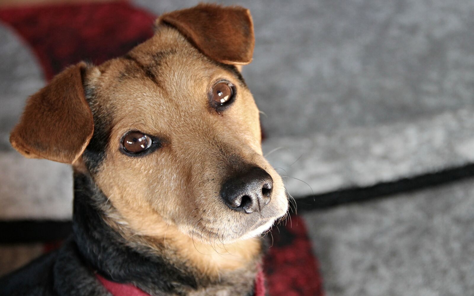 Canon EOS 1100D (EOS Rebel T3 / EOS Kiss X50) sample photo. Dog, hybrid, mixed breed photography