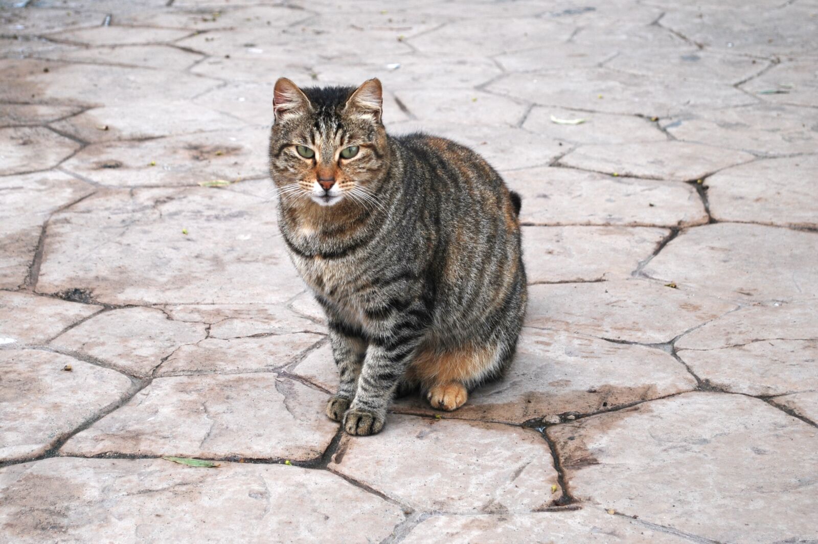 Nikon D60 sample photo. Cat, pavement, outdoors photography