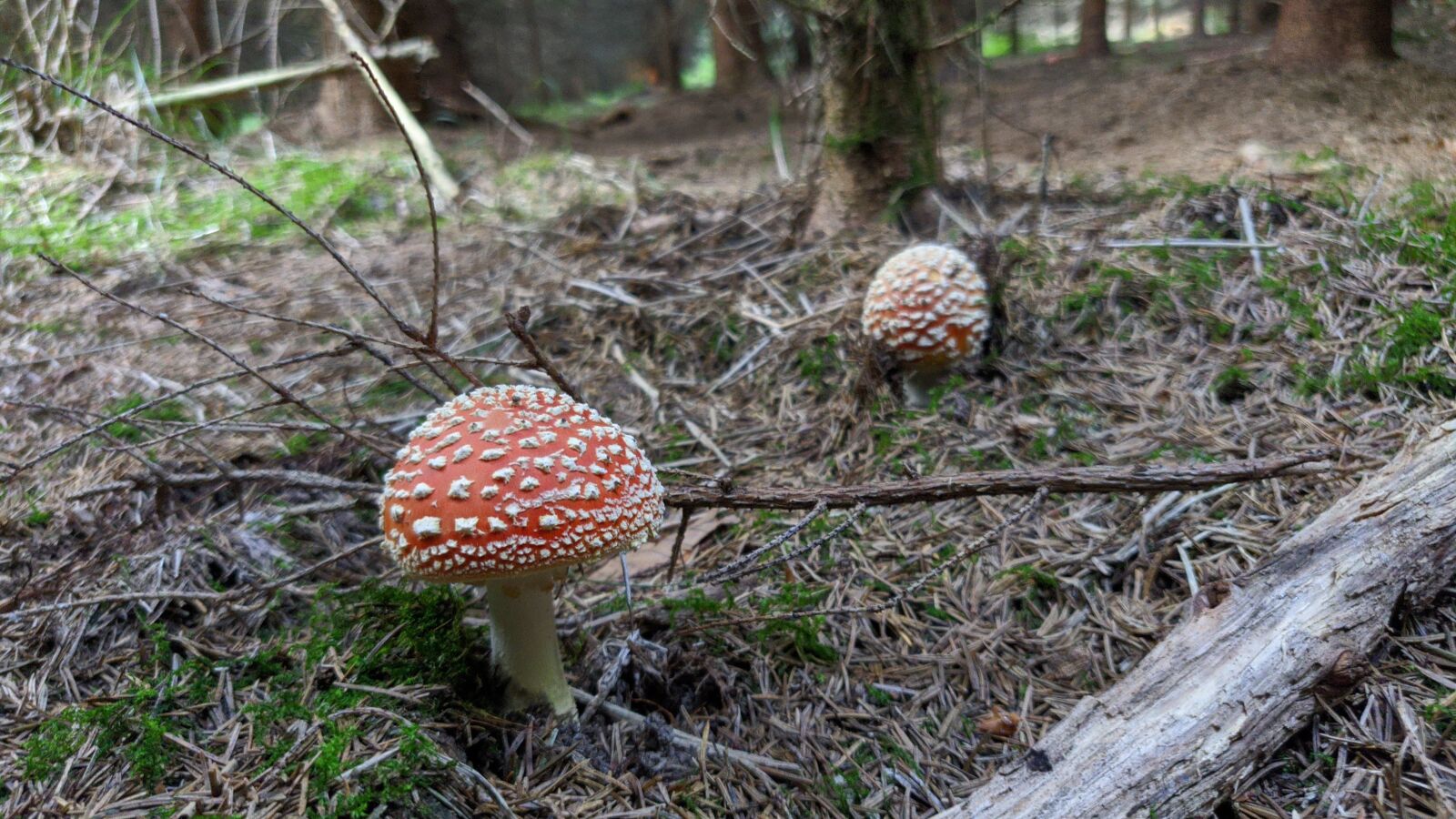 OnePlus A6003 sample photo. Mushroom, mushrooms, points photography