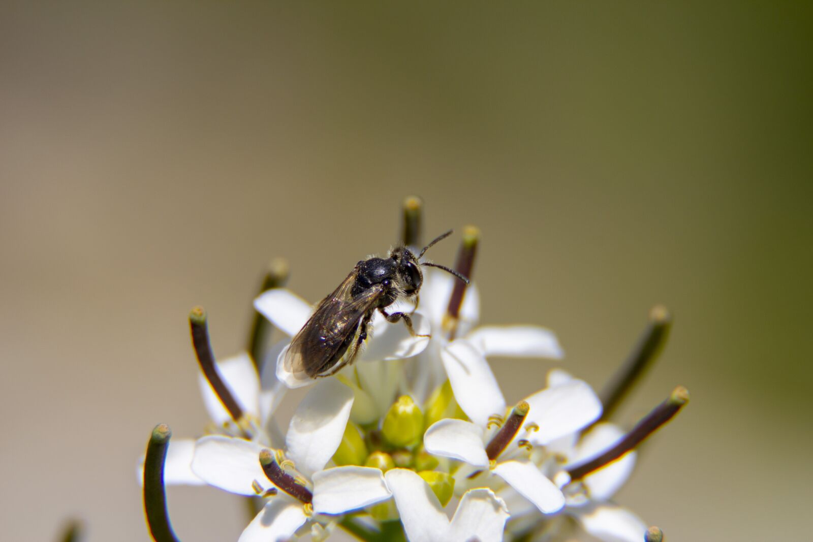 Canon EOS 600D (Rebel EOS T3i / EOS Kiss X5) sample photo. Insects, flower, macro photography