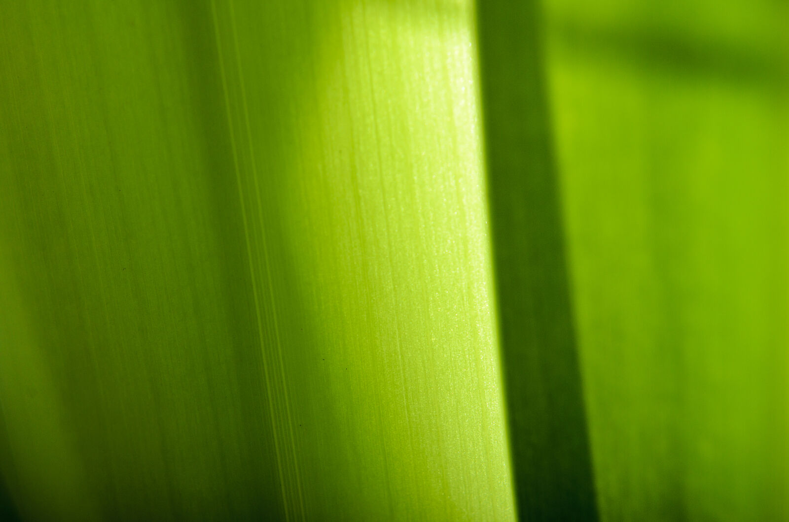 Nikon D7000 + Nikon AF-S Nikkor 50mm F1.8G sample photo. Abstract, abstrato, background, brazilian photography