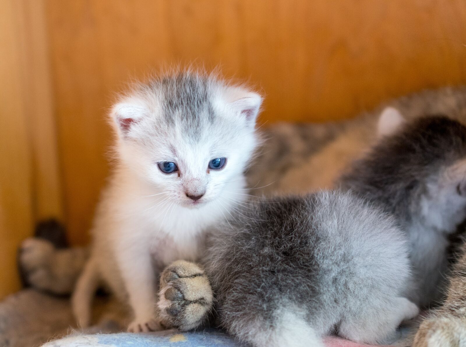 Nikon D7500 sample photo. Kitten, cat, young cat photography