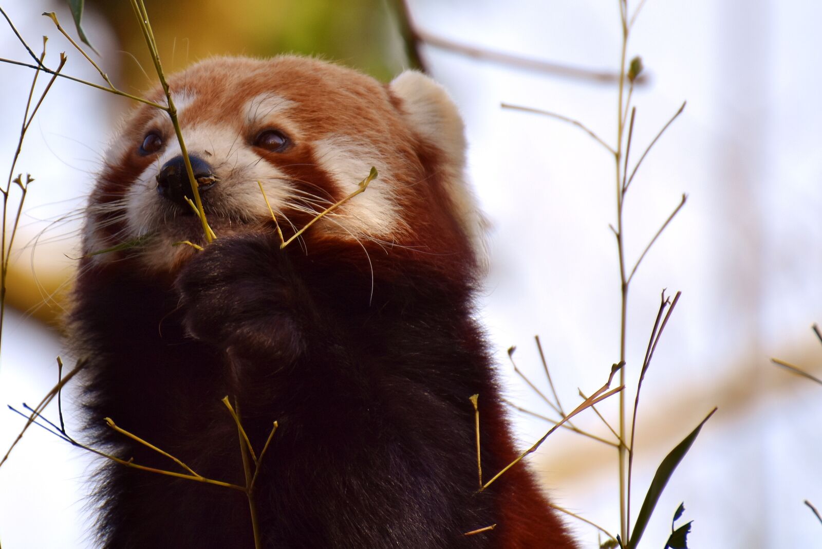 Nikon D7200 sample photo. Panda, red panda, bear photography