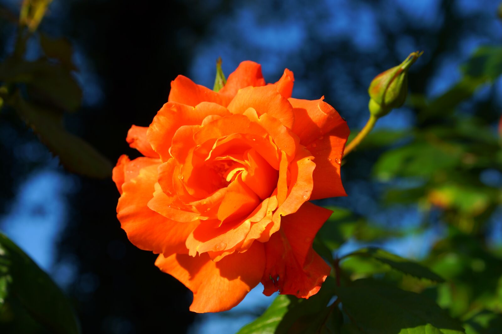 Sony a99 II + MACRO 50mm F2.8 sample photo. Rose, blossom, bloom photography