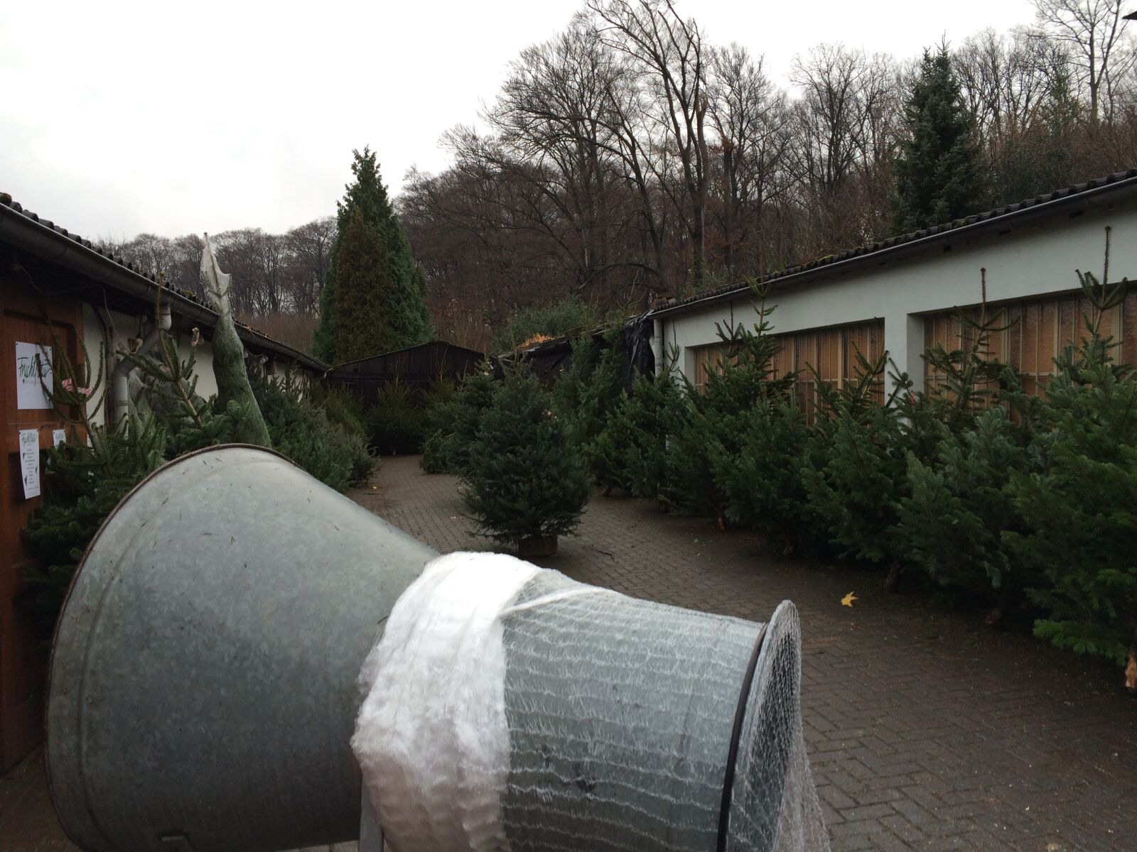 iPhone 5s back camera 4.15mm f/2.2 sample photo. Christmas, beaten, christmas tree photography