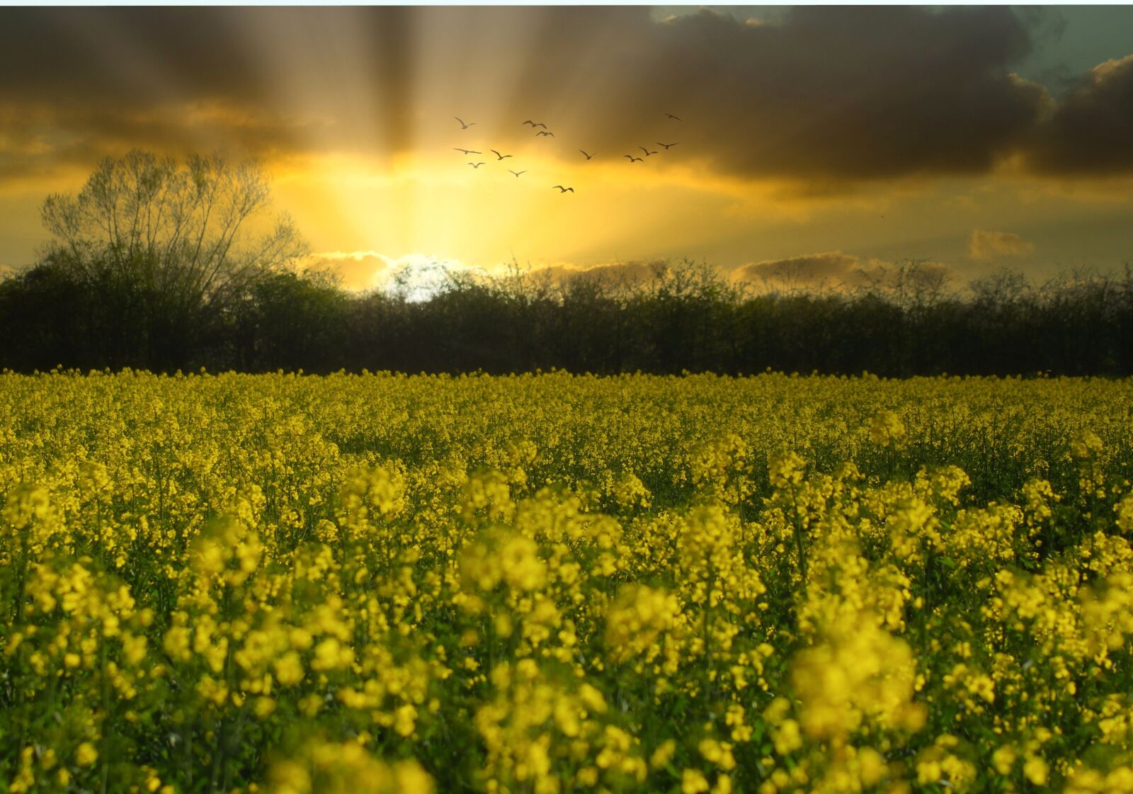 Canon EOS 1300D (EOS Rebel T6 / EOS Kiss X80) sample photo. Field of rapeseeds, sunset photography