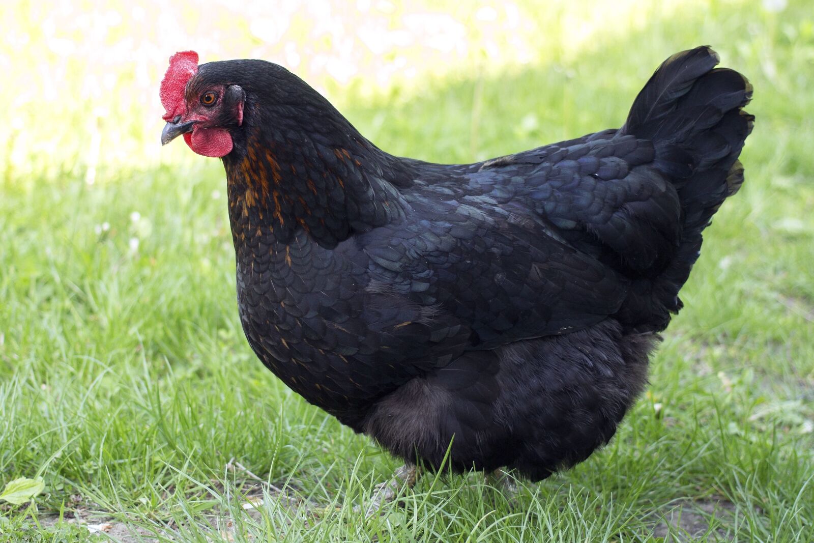 Canon EOS 100D (EOS Rebel SL1 / EOS Kiss X7) sample photo. Chicken, grass, animal, bird photography