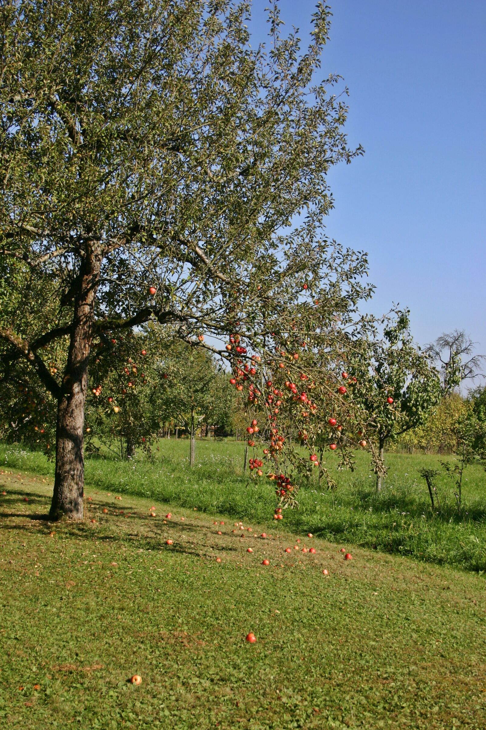 Canon EOS 300D (EOS Digital Rebel / EOS Kiss Digital) sample photo. Apple tree, fruit tree photography