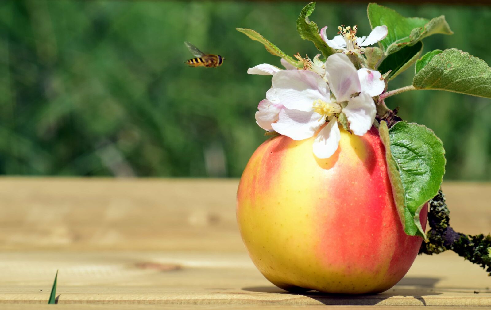 Nikon D3300 sample photo. Apple, orchard, detail, honey photography