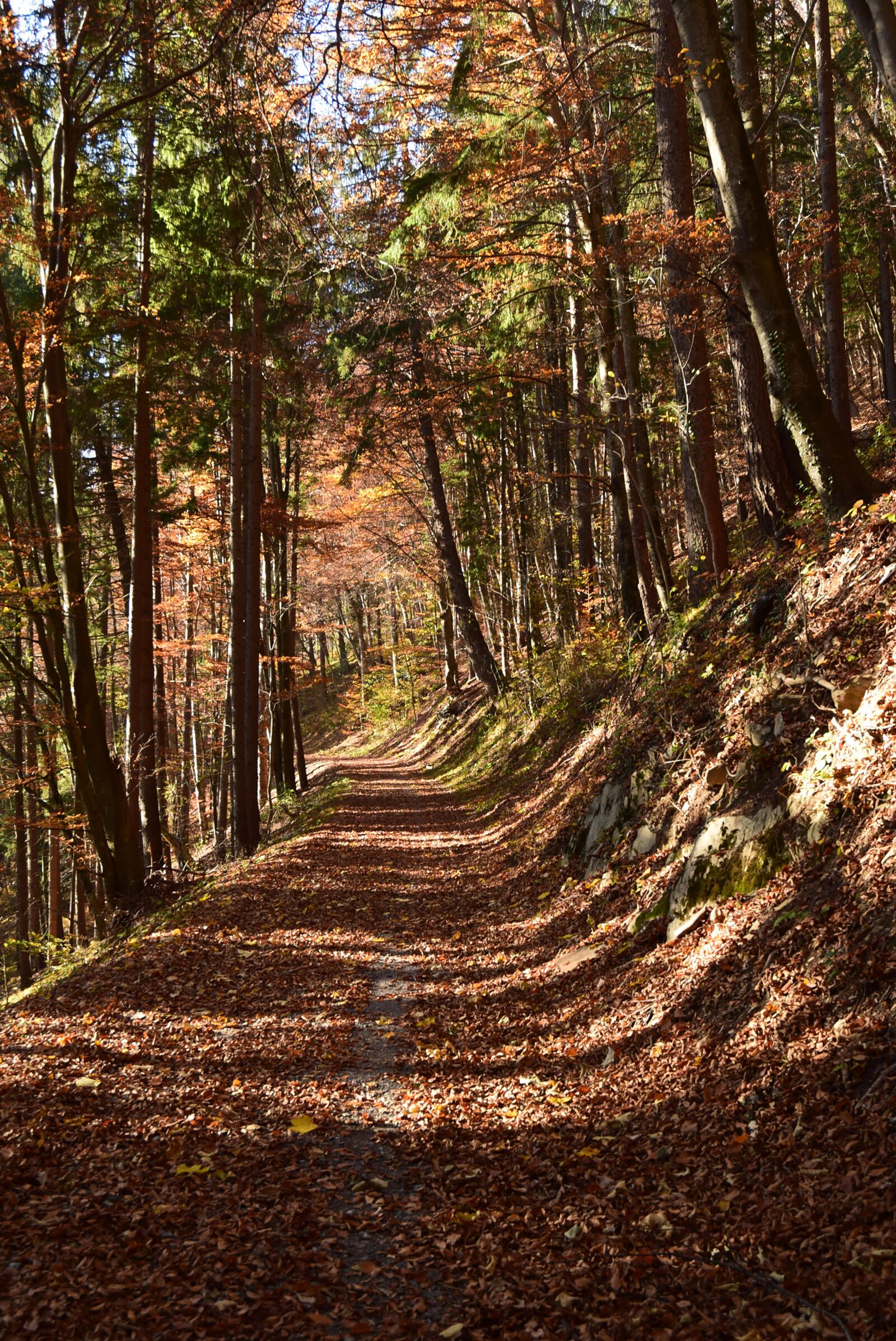 Nikon D5300 sample photo. Autumn, shadow, nature photography
