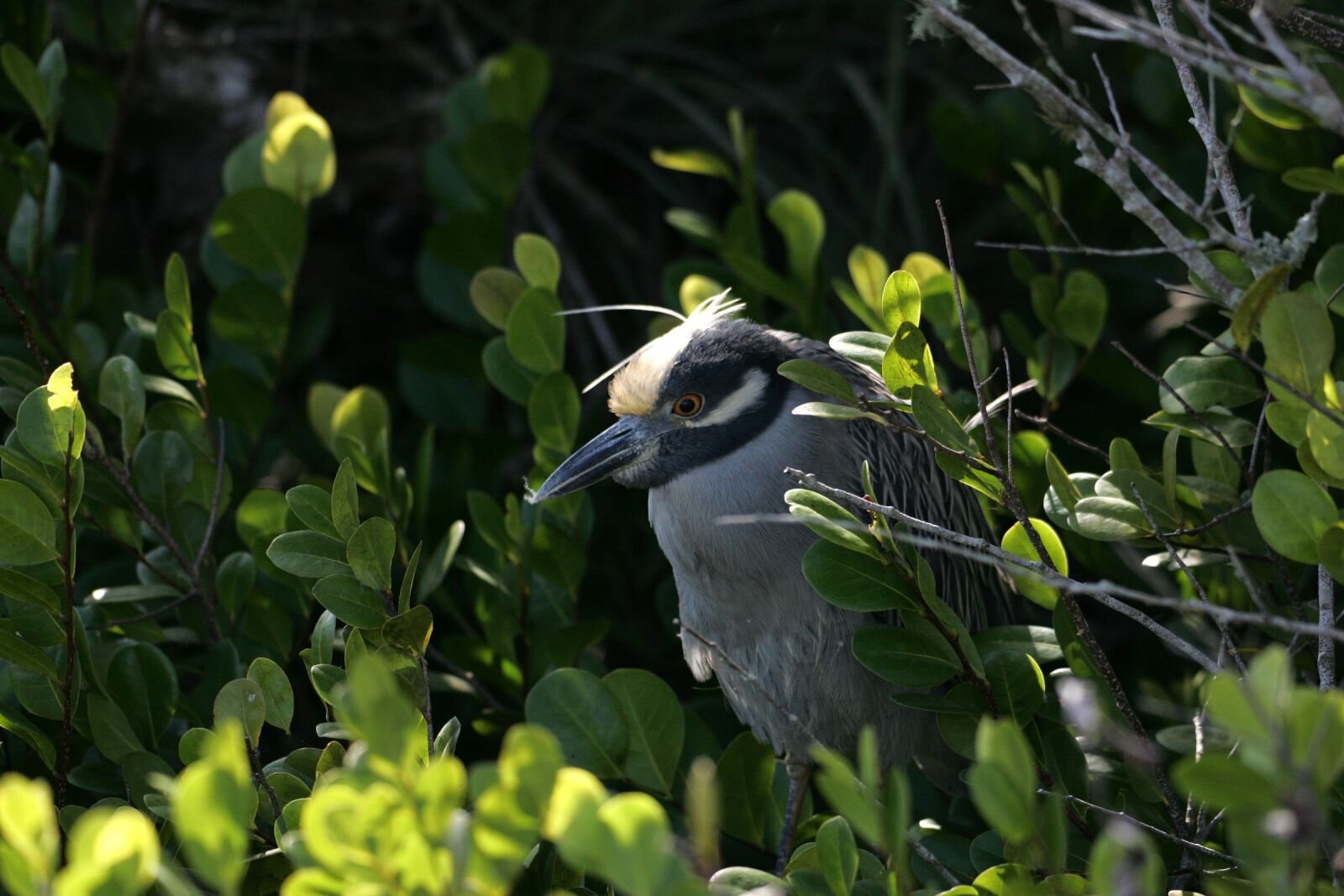 Canon EOS-1D Mark II sample photo. Yellow crowned night heron photography
