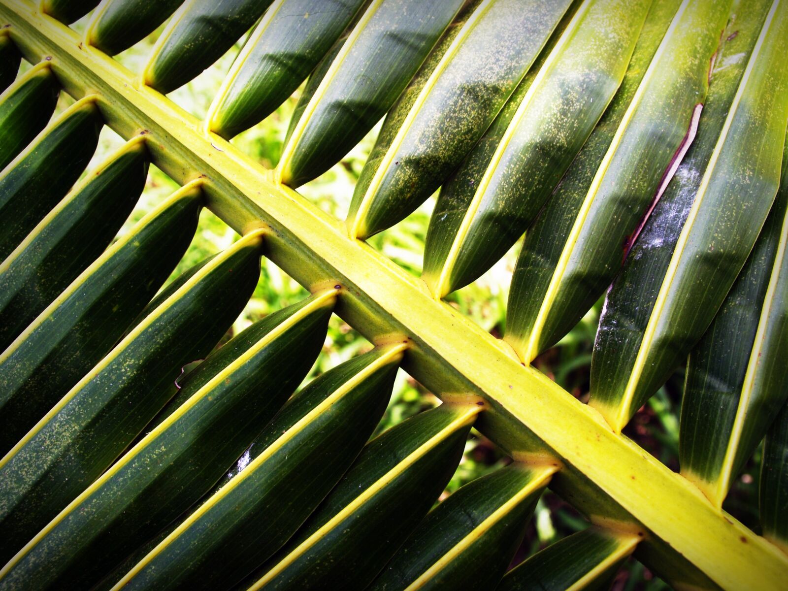 Olympus E-300 (EVOLT E-300) sample photo. Coconut, leaf, palm photography