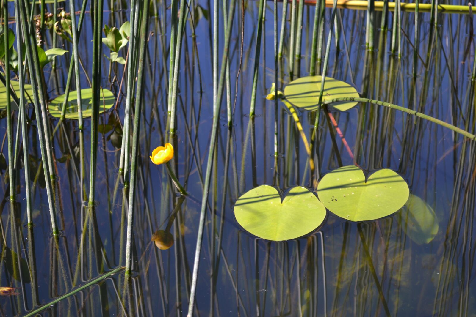 Nikon D3100 sample photo. Lake, water, pond photography