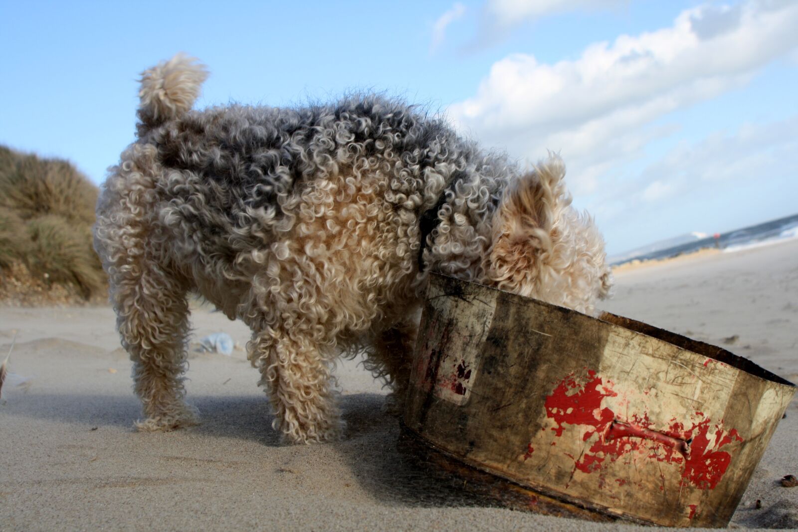 Canon EOS 1000D (EOS Digital Rebel XS / EOS Kiss F) sample photo. Lakeland, terrier, dog photography