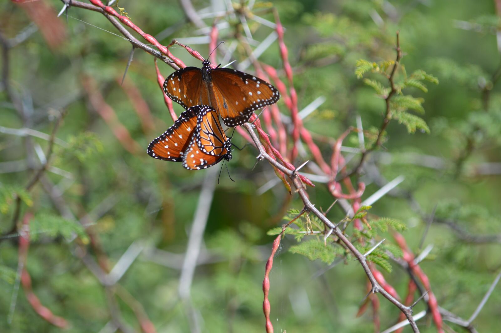 Nikon D3200 sample photo. Butterflies, thorns, couple photography