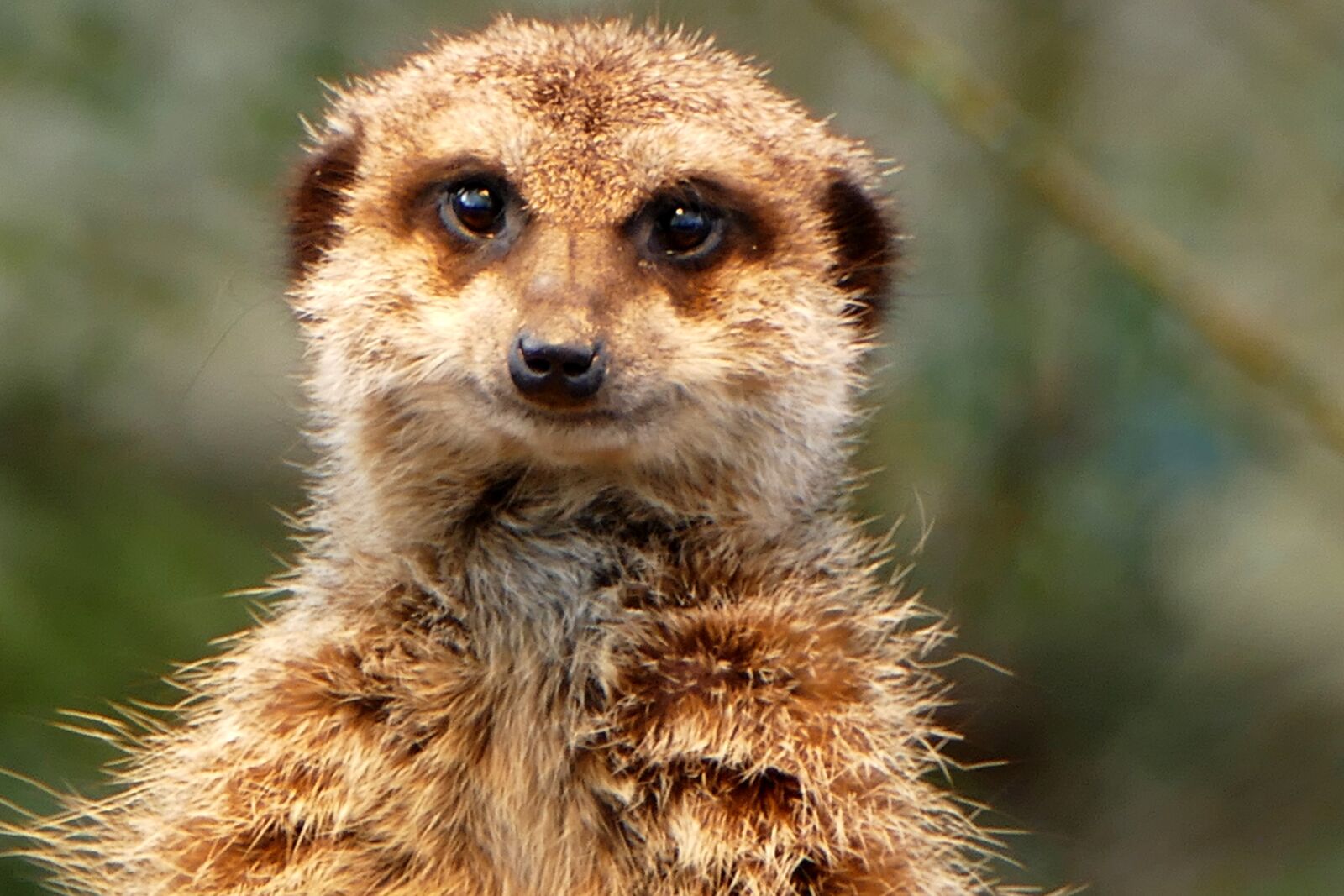 Panasonic Lumix DMC-FZ1000 sample photo. Meerkat, zoo, animals photography