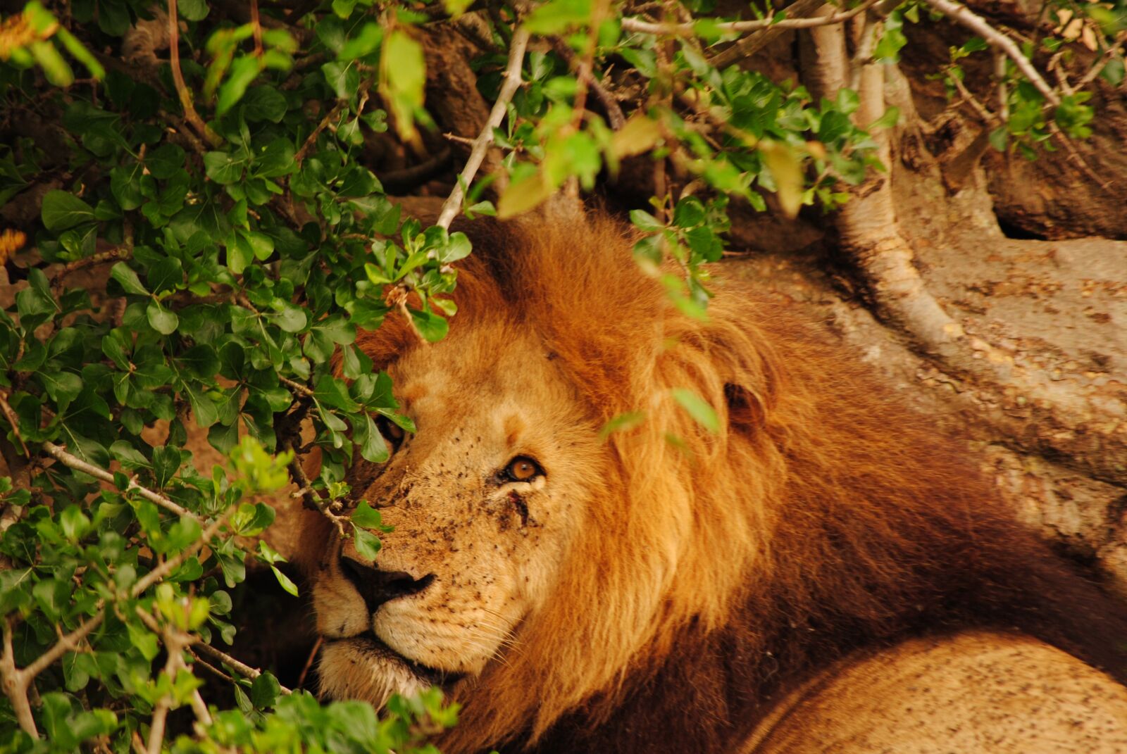Nikon D3000 sample photo. Leon, kenya, savannah photography