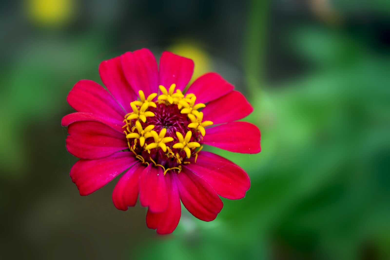 Canon EOS 350D (EOS Digital Rebel XT / EOS Kiss Digital N) sample photo. Red, zinnia, flower photography