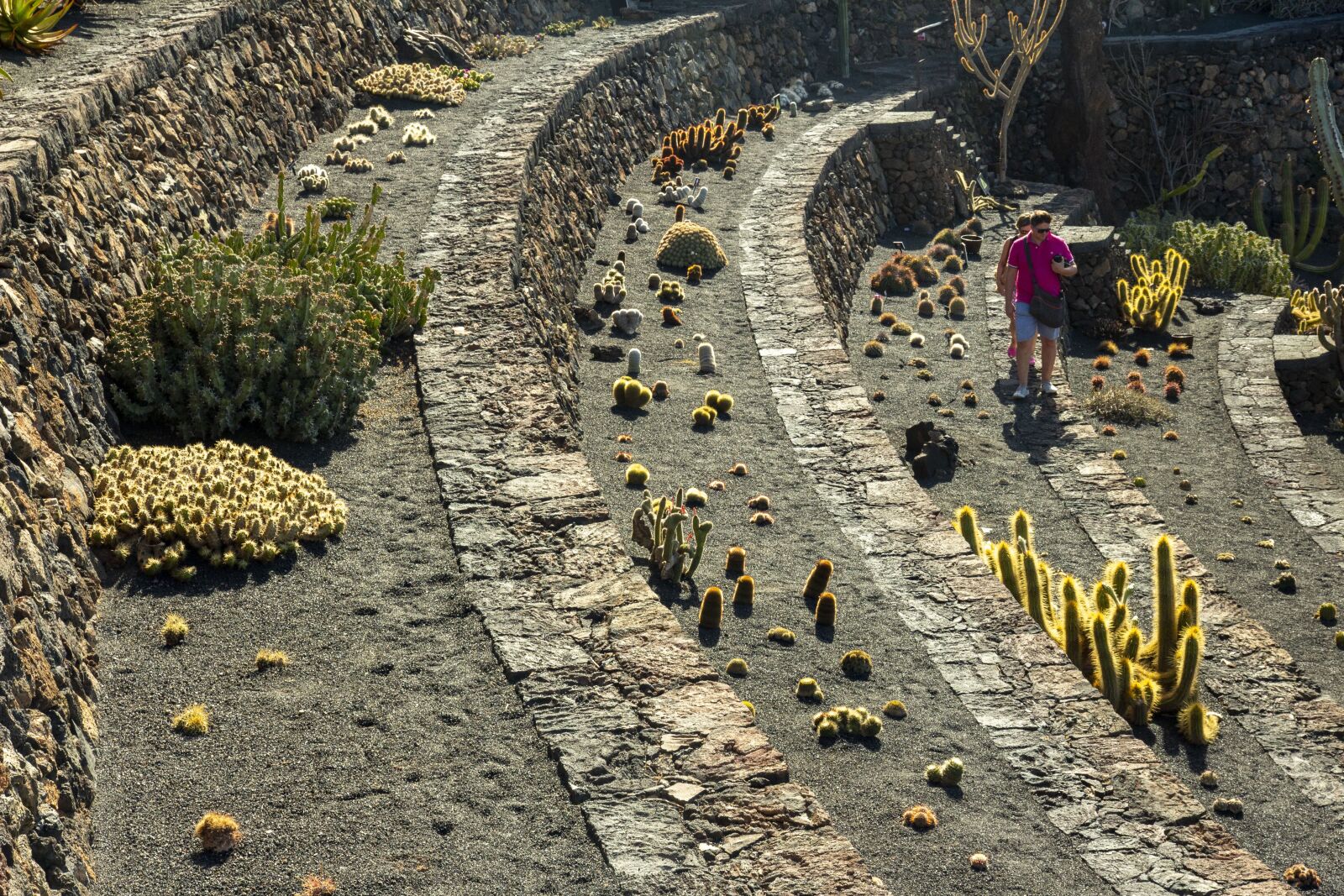 Canon EOS 650D (EOS Rebel T4i / EOS Kiss X6i) sample photo. Cactus, lanzarote, canary photography