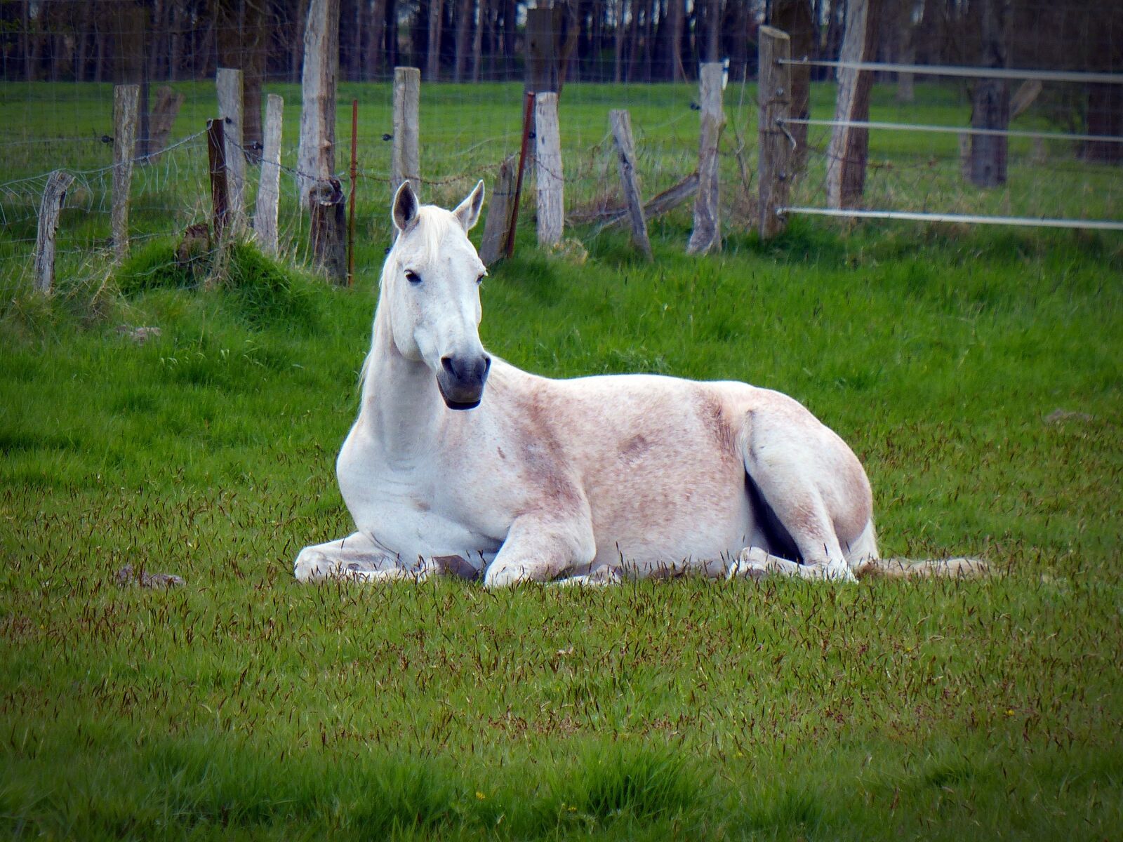 Panasonic Lumix DMC-FZ200 sample photo. Horse, mold, white photography
