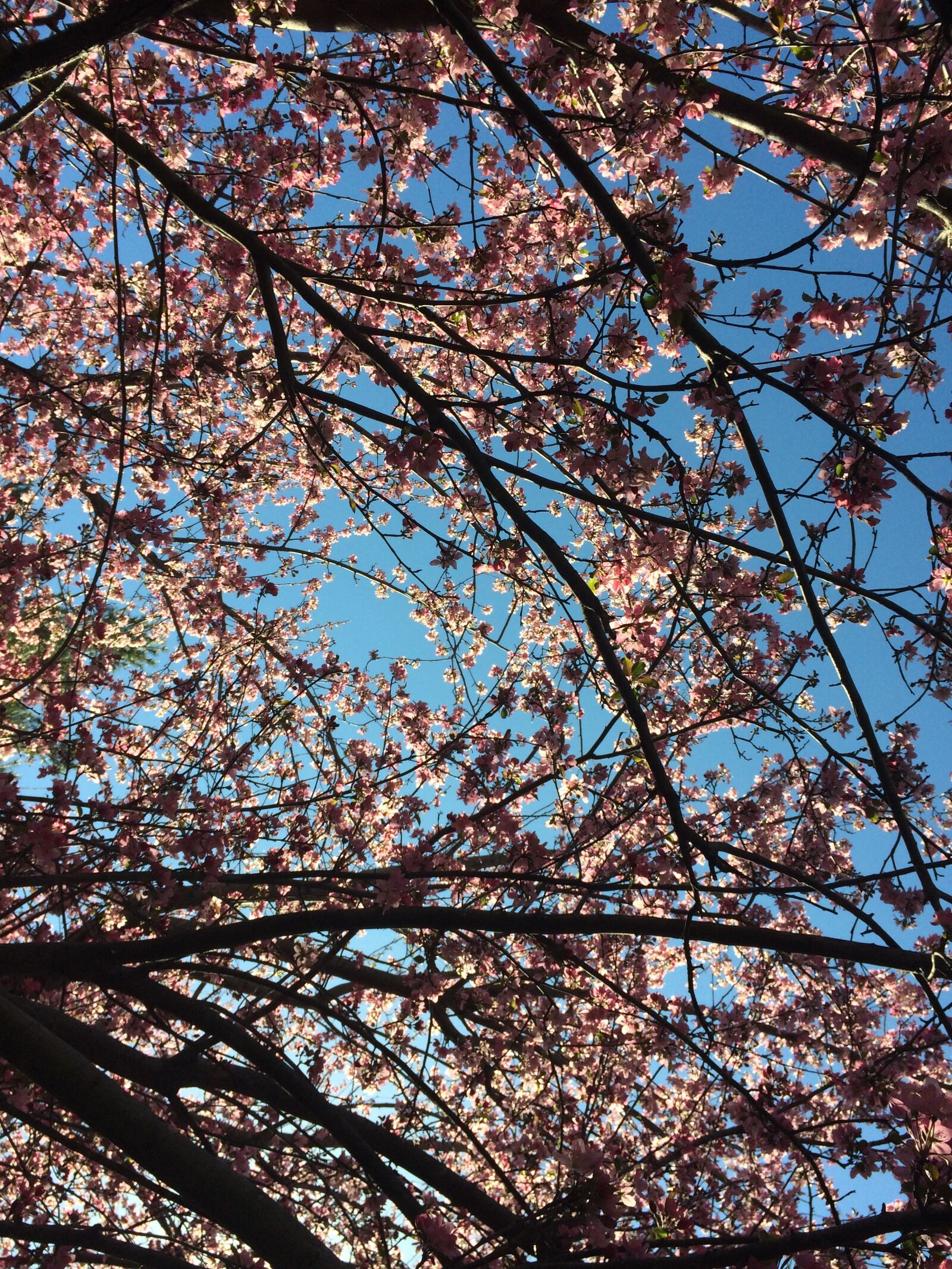 iPhone 5s back camera 4.15mm f/2.2 sample photo. Beautiful, flowers, branches, cherry photography