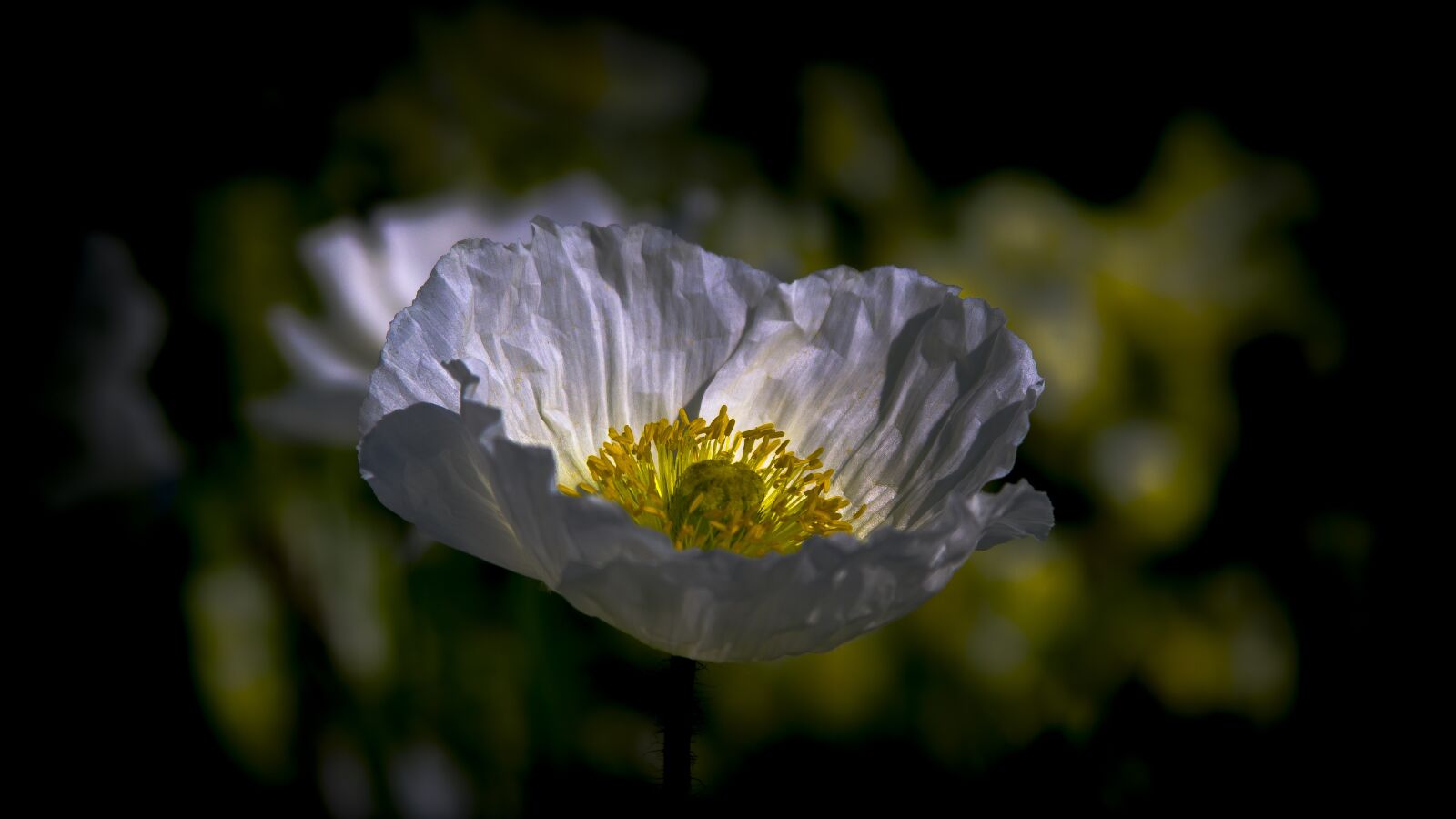 Canon EF 28-135mm F3.5-5.6 IS USM sample photo. Poppy, flower, poppy flower photography