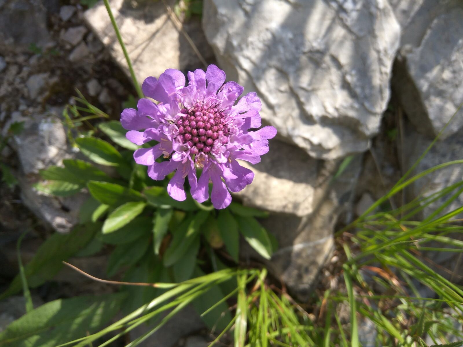 Xiaomi Redmi Note3 sample photo. Nature, plant, flower photography