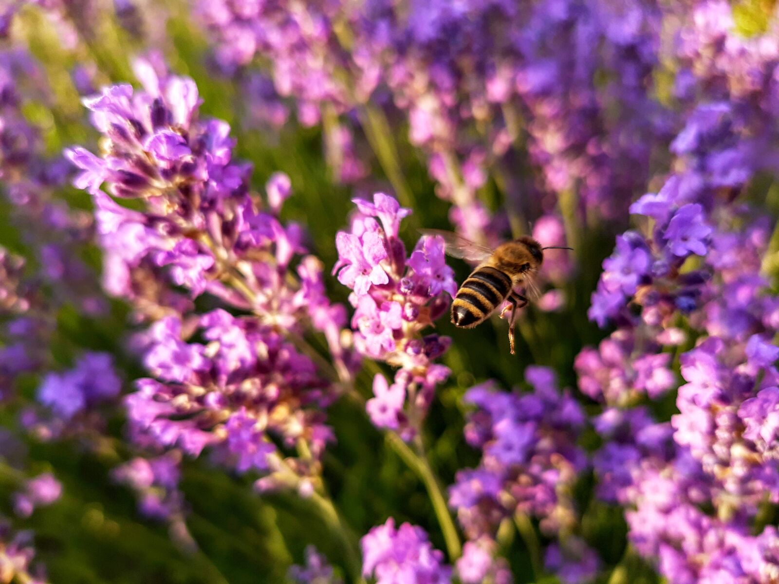 Motorola ONE VISION sample photo. Bee, flies, lavender photography