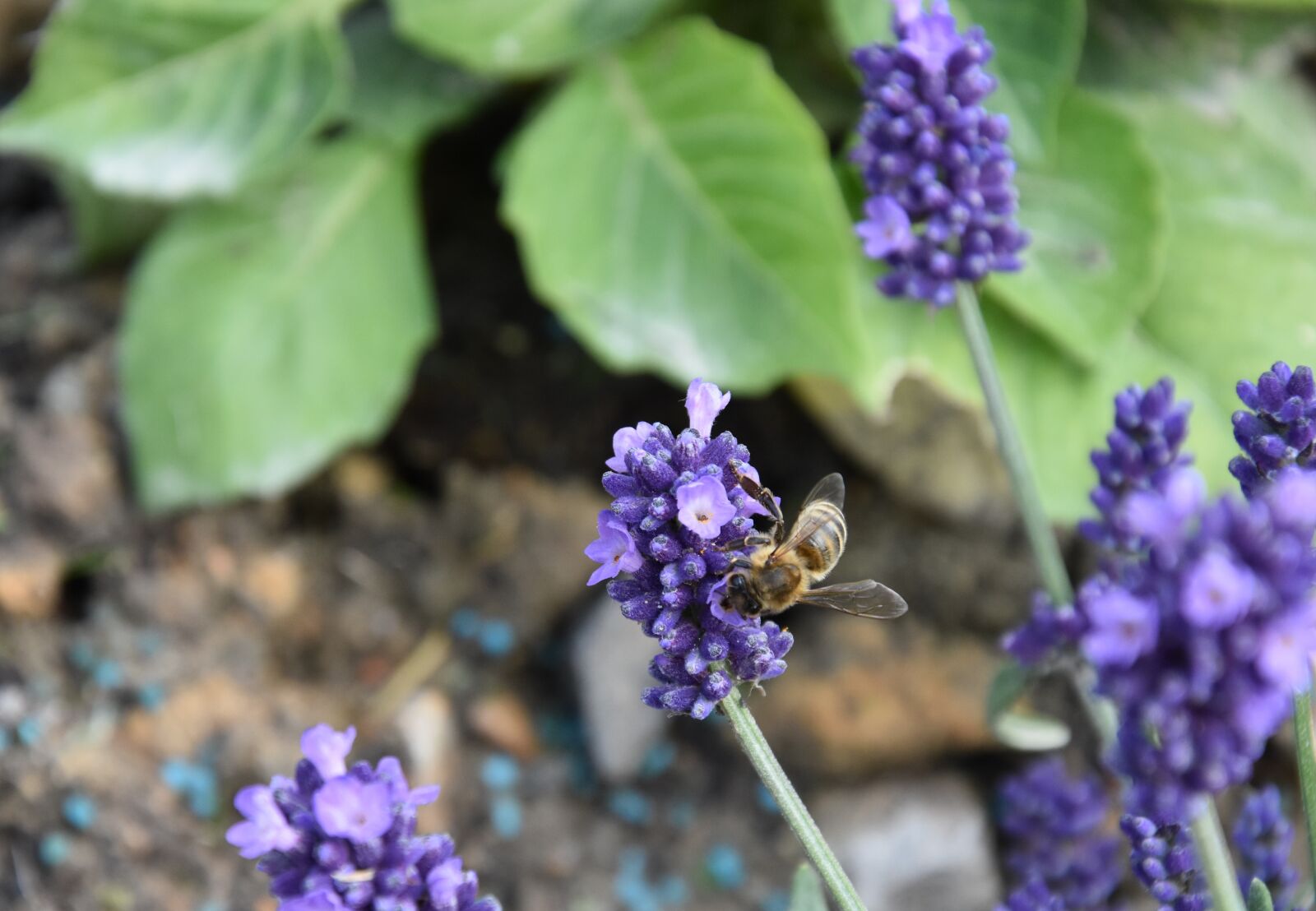 Nikon D7200 sample photo. Flower, lavender, spring photography